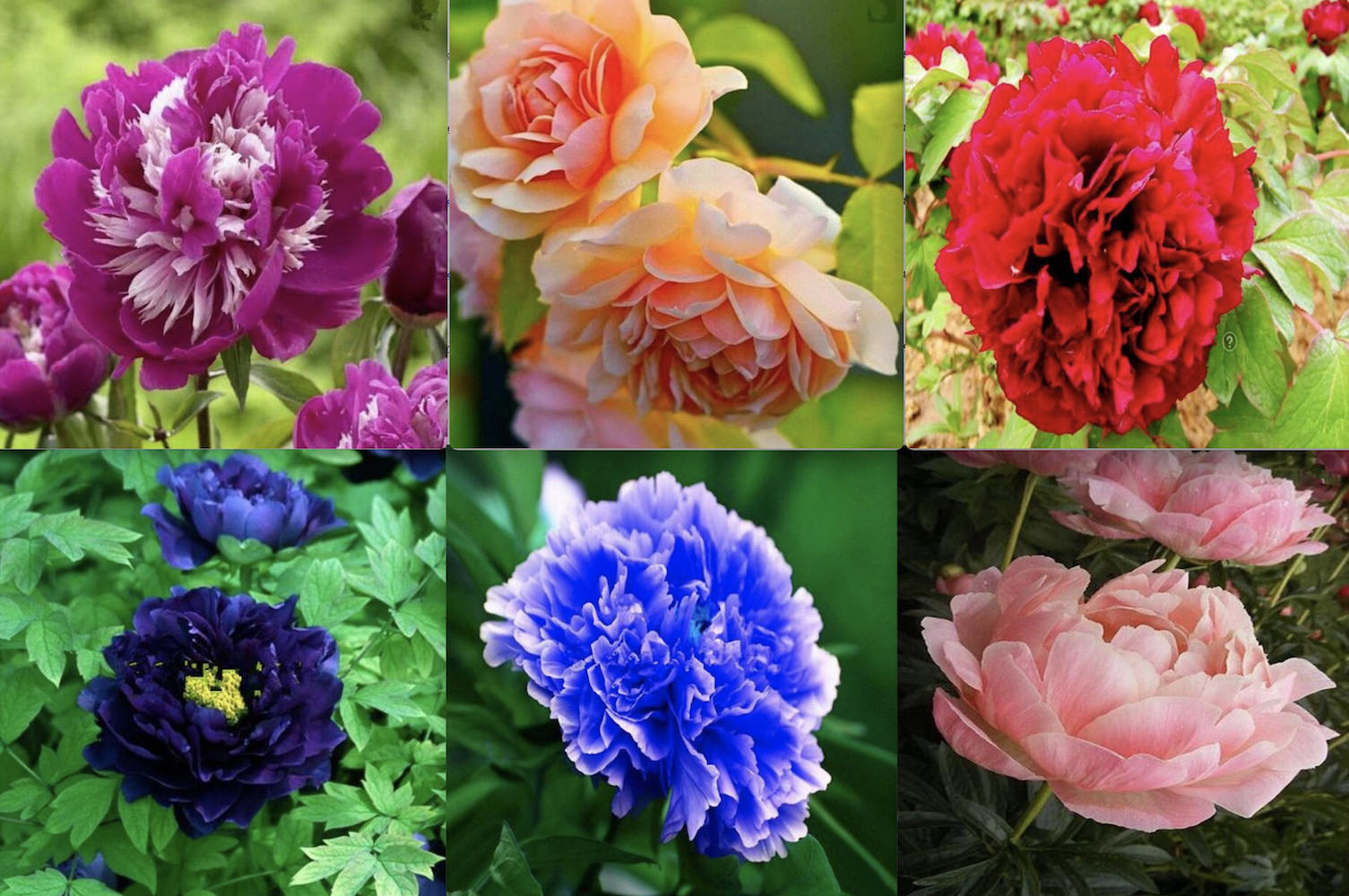(10) PEONIES SEEDS rare exotic flower home blossom garden USA SELLER W/TRACKING