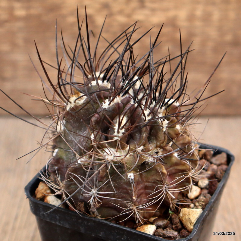A5543 NEOPORTERIA OCCULTA MONSTER pot7-H5-W7cm MaMa Cactus