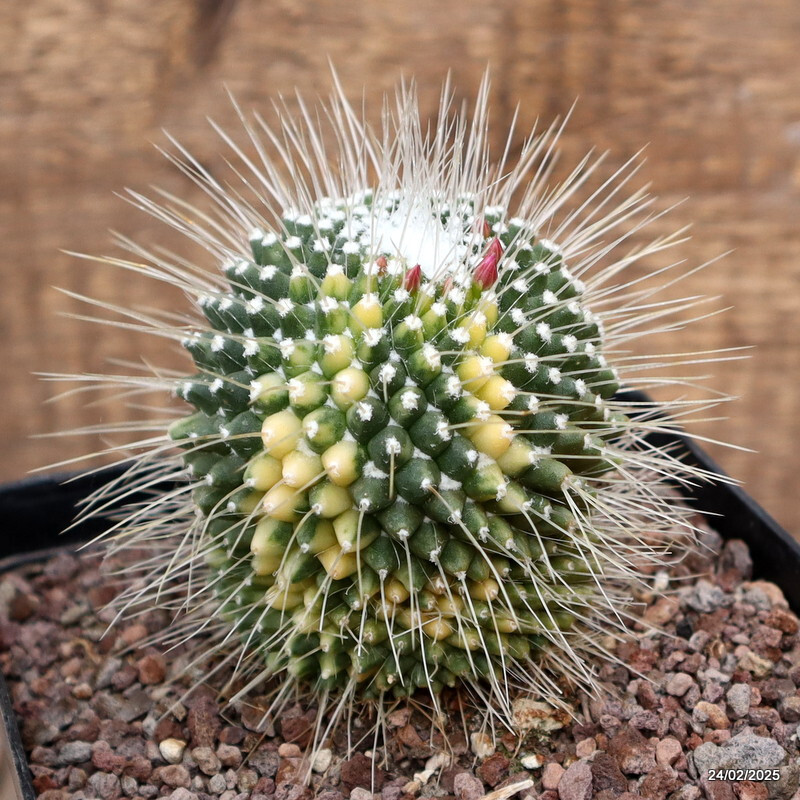 D526 MAMMILLARIA SPINOSISSIMA UNPICO VARIEGATED pot12-H9-W7 cm MaMa Cactus
