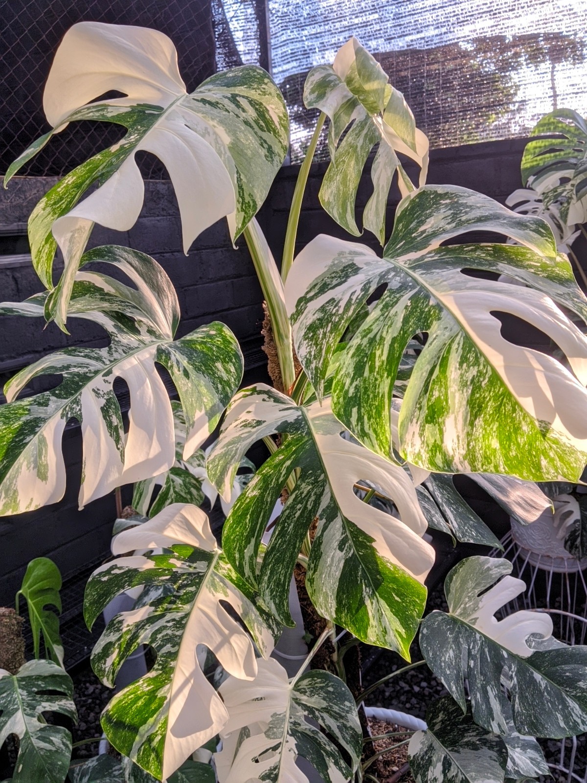 Monstera White Tiger Holland Variegated Real Picture Large Size