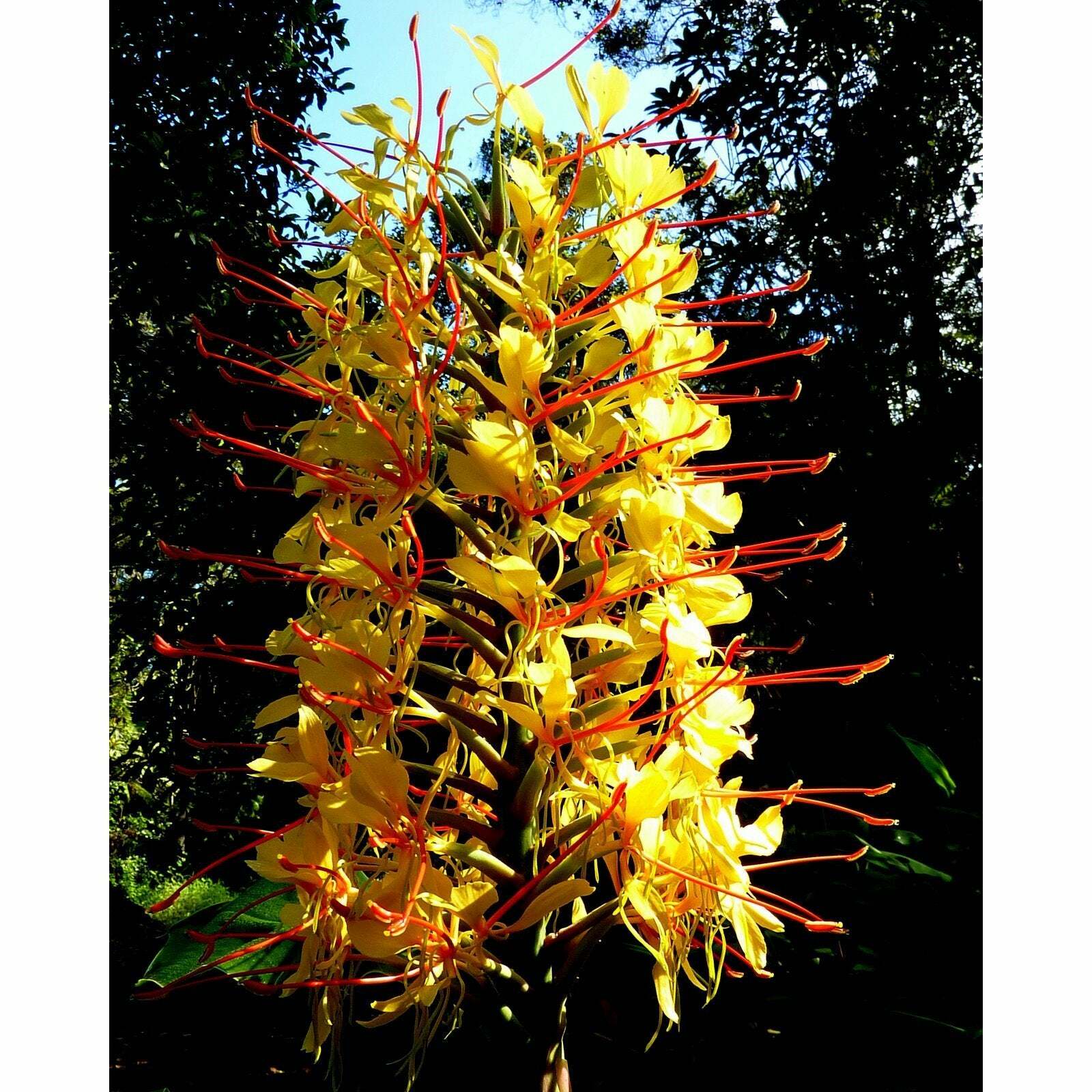 2 HAWAIIAN TROPICAL KAHILI YELLOW GINGER PLANT ROOTS – Fragrant Easy to Grow