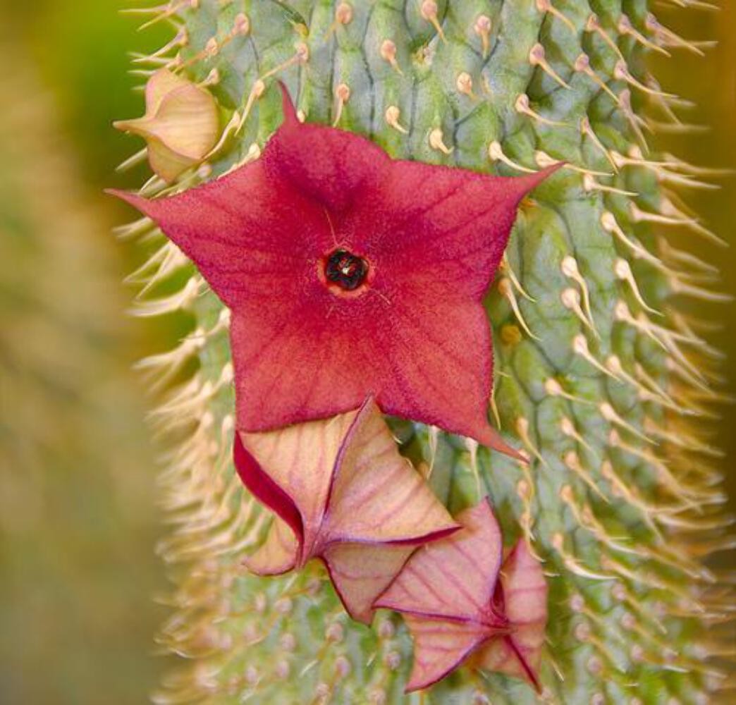 Hoodia gordonii TY88 SEEDS – Hoodia | Bushman’s hat