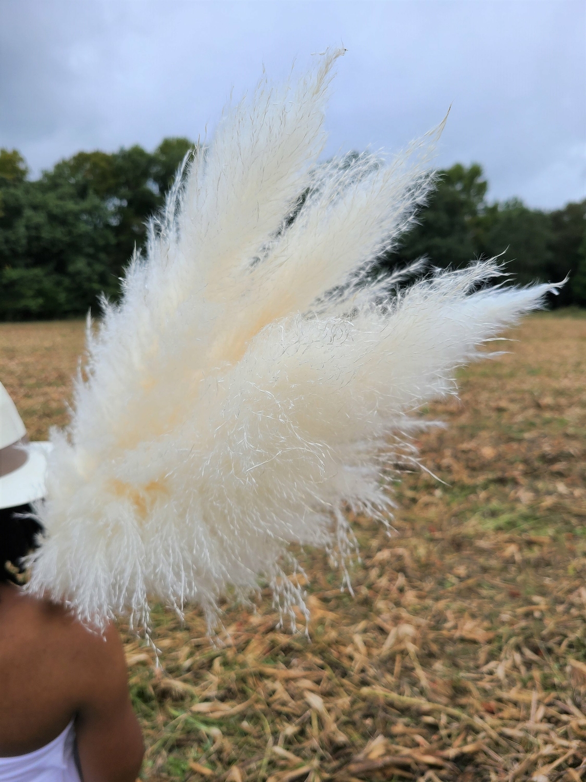 Extra Large Fluffy White Ivory Pampas Grass Jumbo