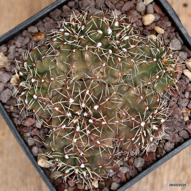 A5686 GYMNOCALYCIUM BALDIANUM MULTIHEADS pot10-H6-W8 cm MaMa cactus