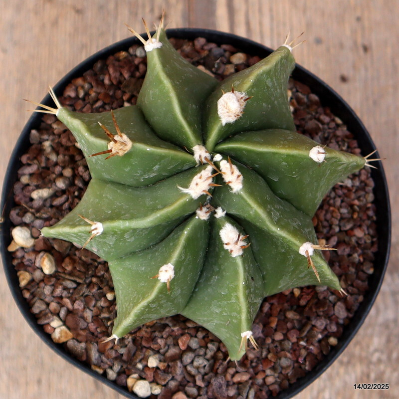 A3351 ASTROPHYTUM ORNATUM pot14-H8-W10 cm MaMa Cactus