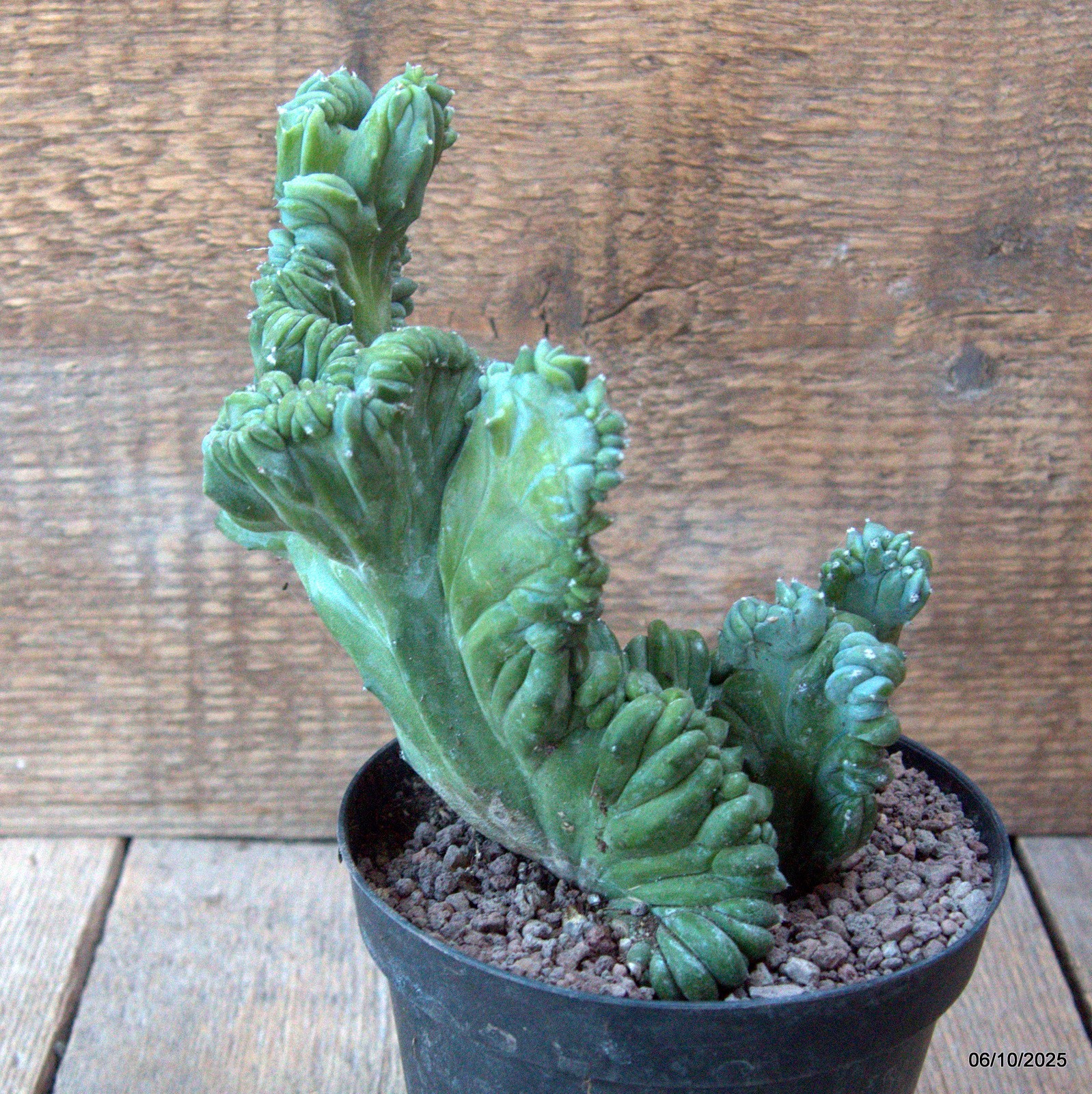 D6899 MYRTILLOCACTUS GEOMETRIZANS CRESTED pot12-H16-W15 cm MaMa Cactus