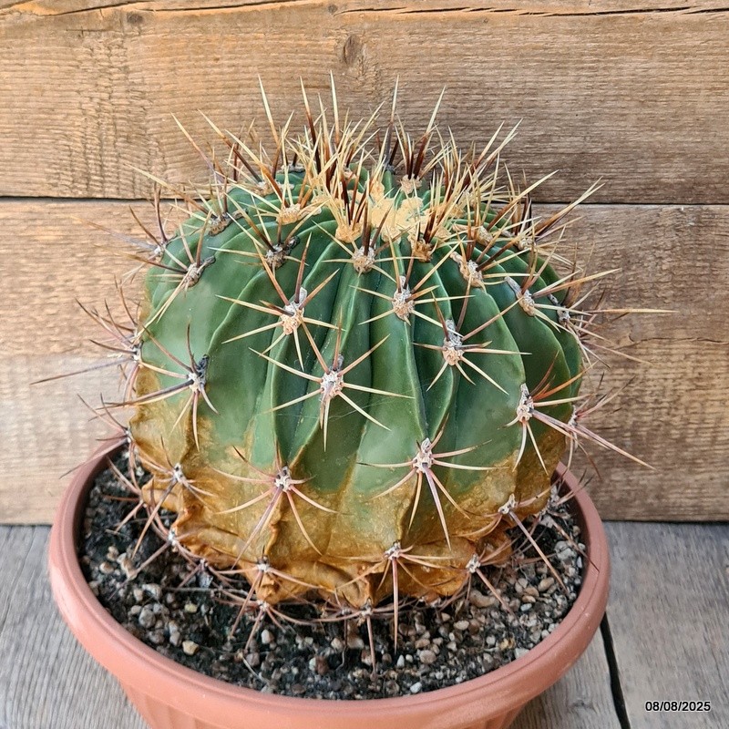 D5850 FEROCACTUS HYSTRIX pot25-H19-W21 cm MaMa Cactus