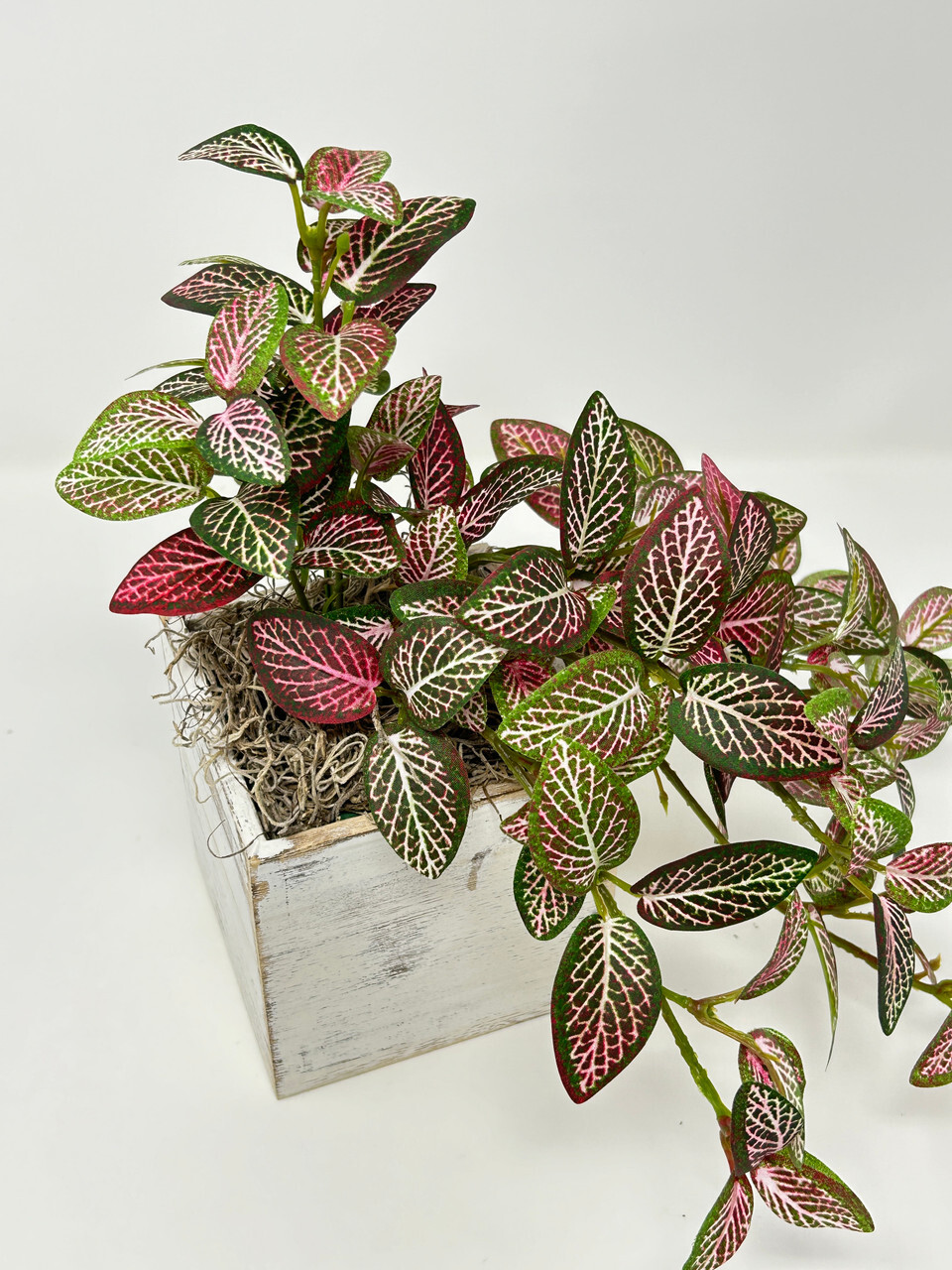 10″ tall Artificial PINK FITTONIA NERVE Silk plant potted, White-washed wooden b