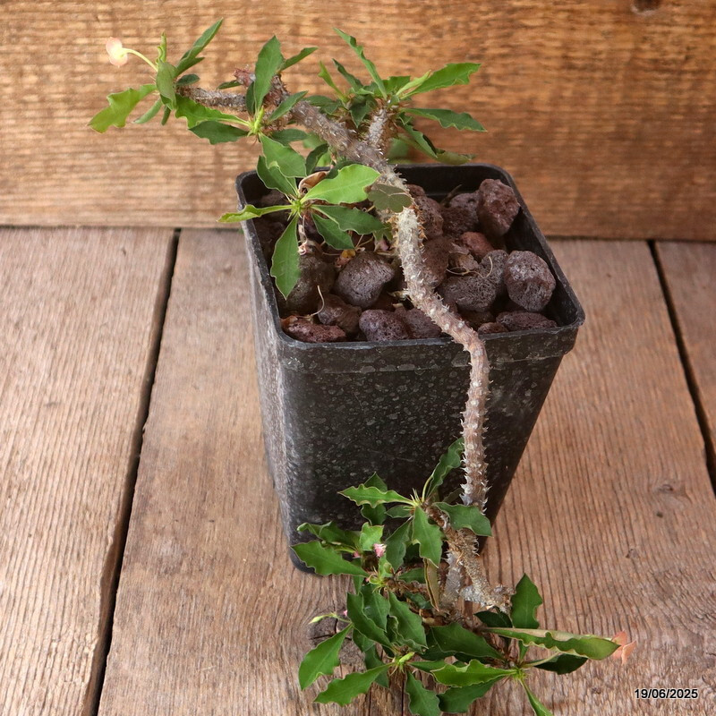 D4731 EUPHORBIA CROIZATII pot10-H21-W22 cm MaMa Cactus