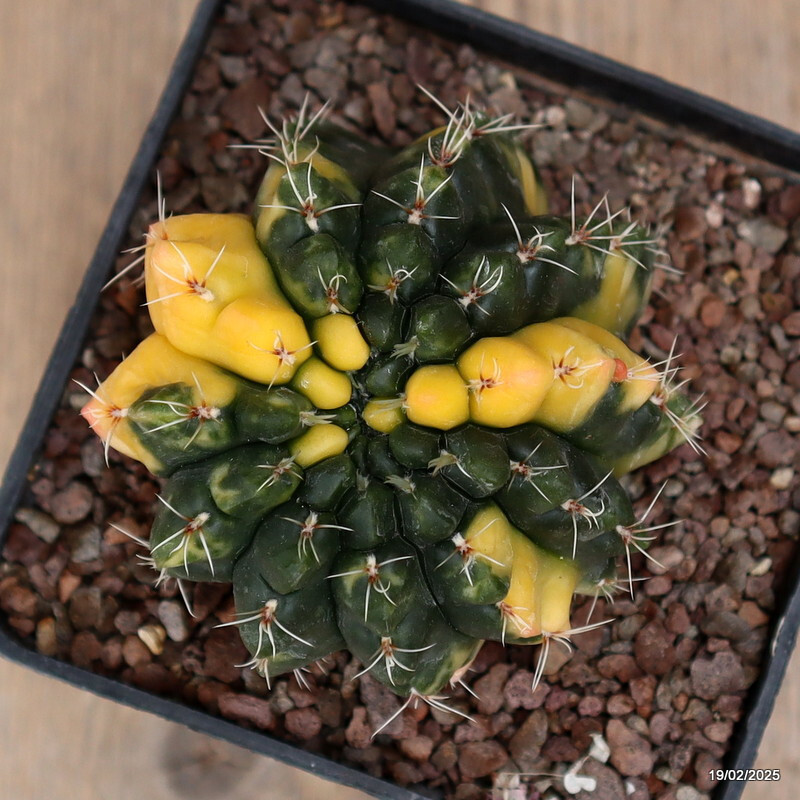 D557 GYMNOCALYCIUM BALDIANUM VARIEGATED pot10-H8-W9 cm MaMa Cactus