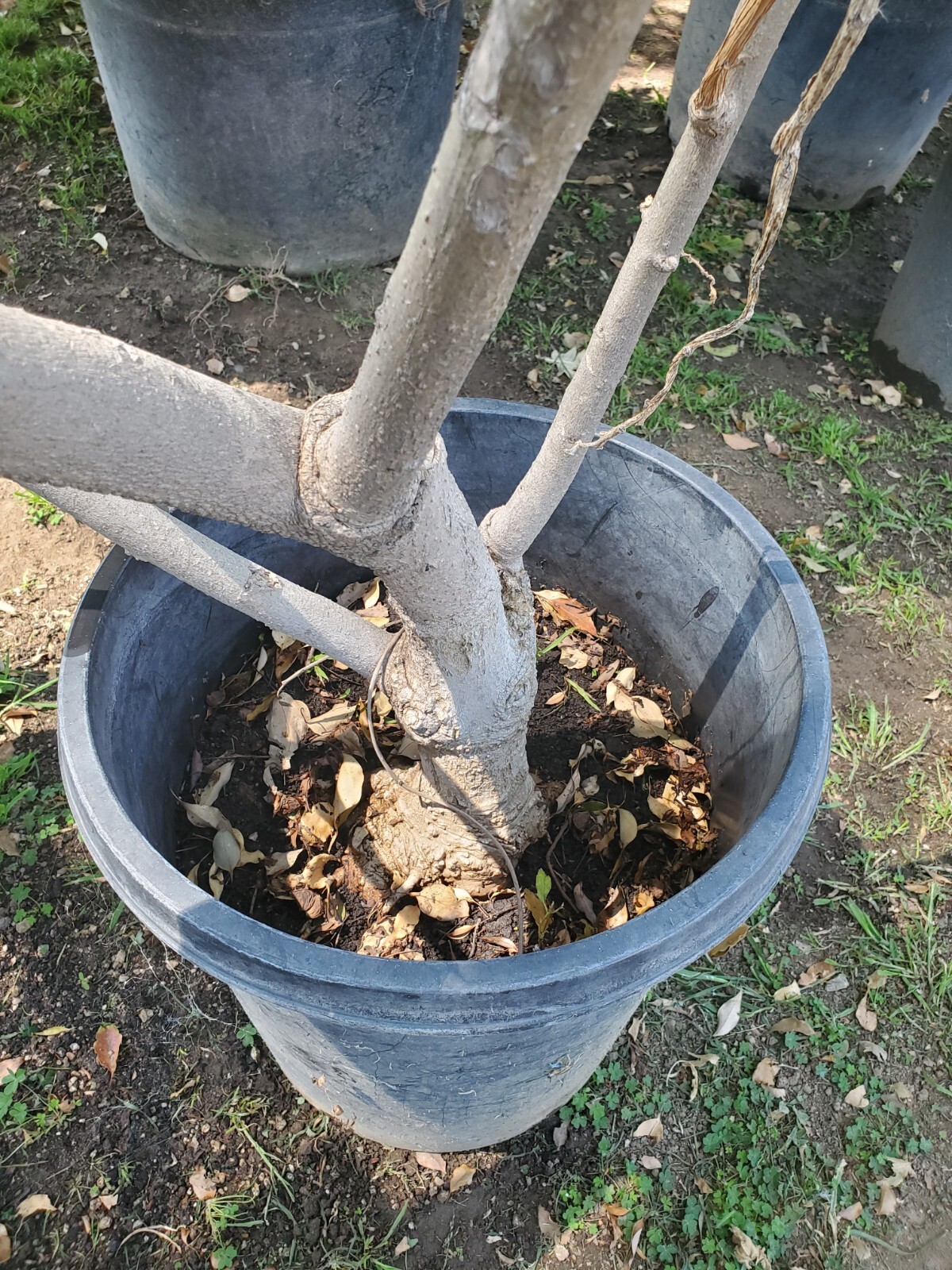 Brugmansia arborea 6ft size plant 15 gallon. LOCAL PICKUP ONLY.