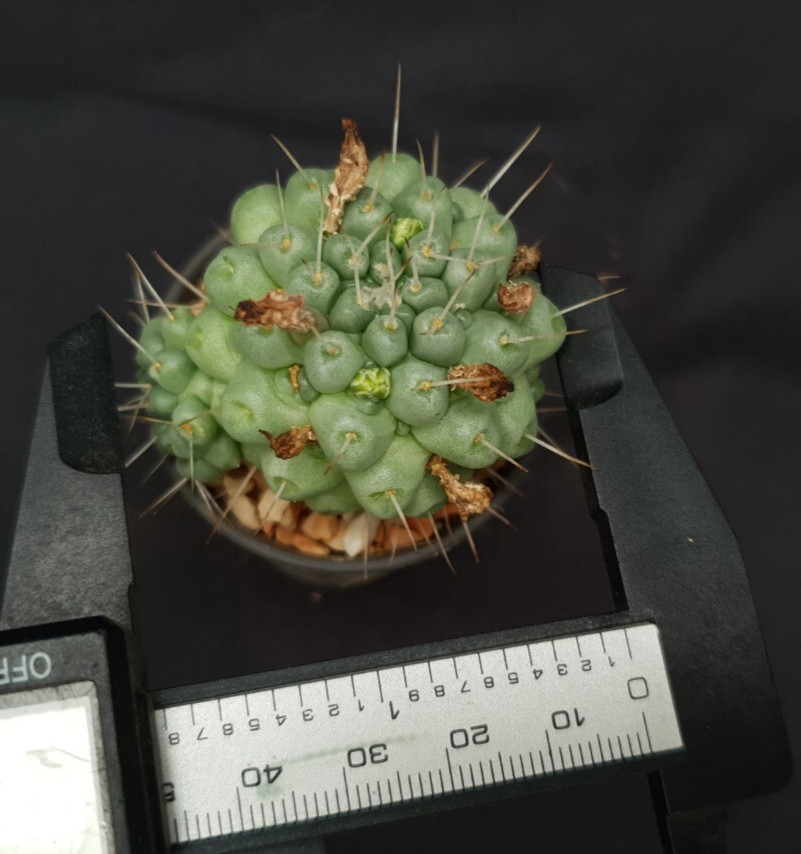 H20: Mammillaria schumannii