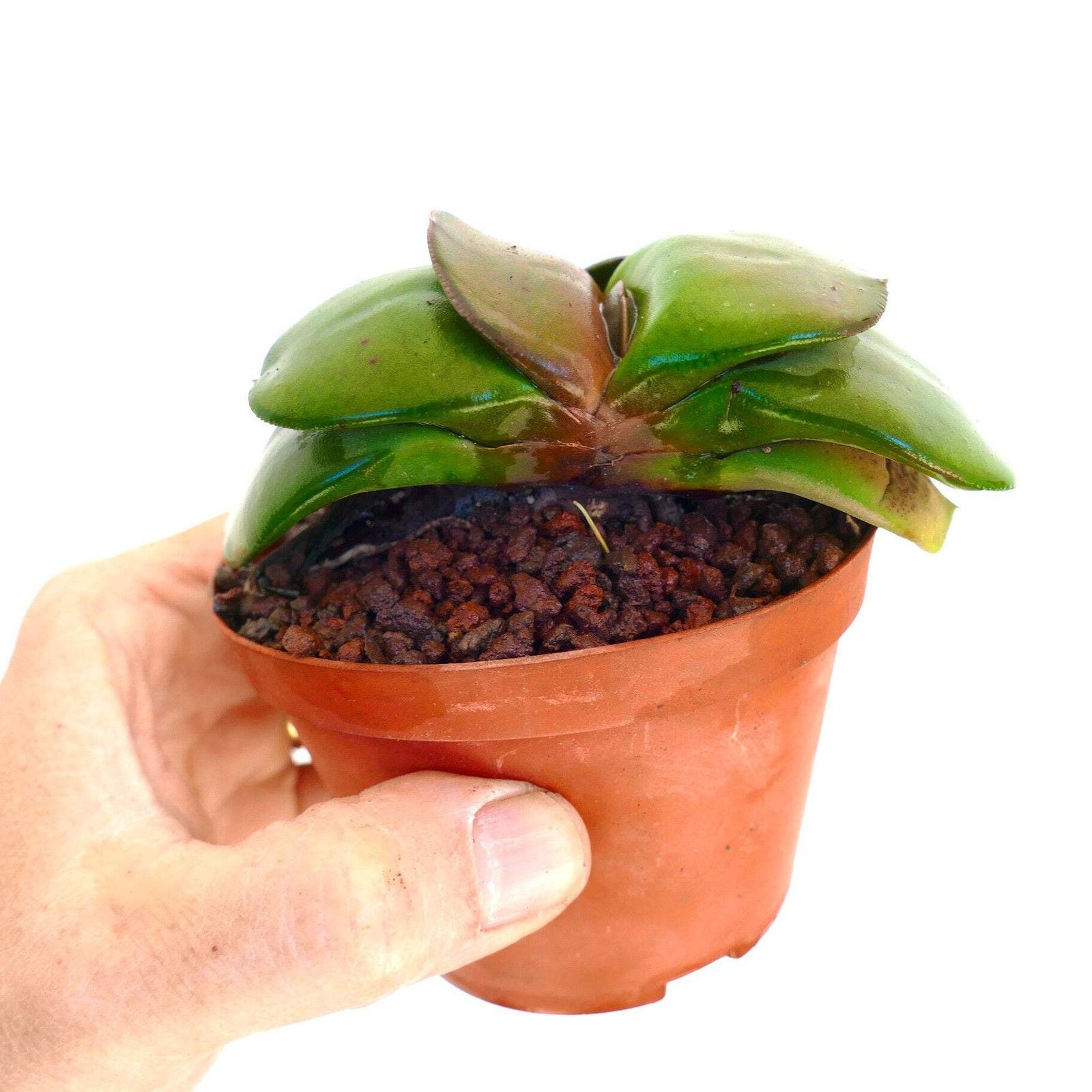 Gasteria armstrongii WHITE PEARL TWO PLANT (EX ADAMO CLONE) – Armstrong’s gaster