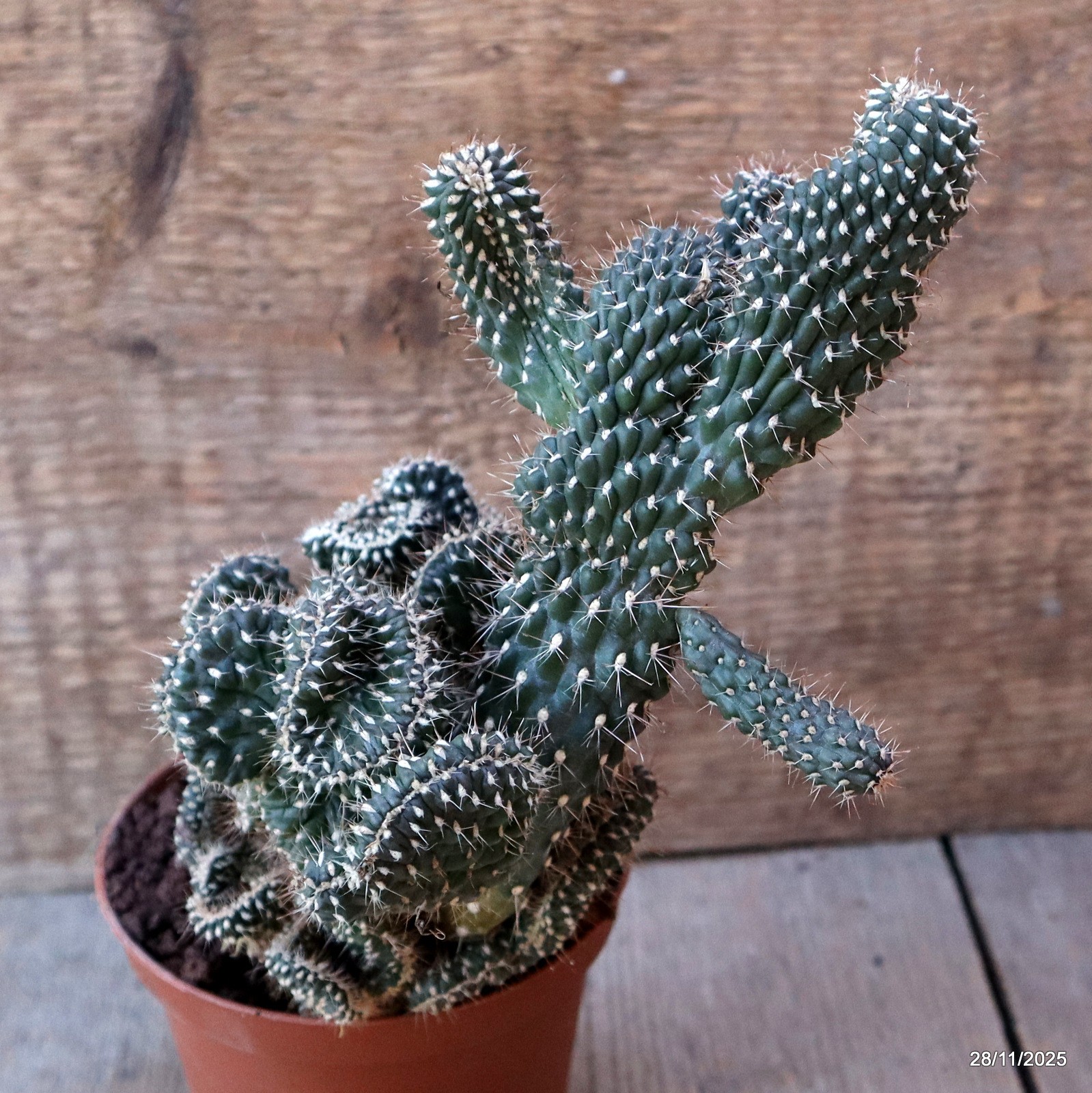 D7583 OPUNTIA FULGIDA CRESTED pot10-H20-W14 cm MaMa Cactus