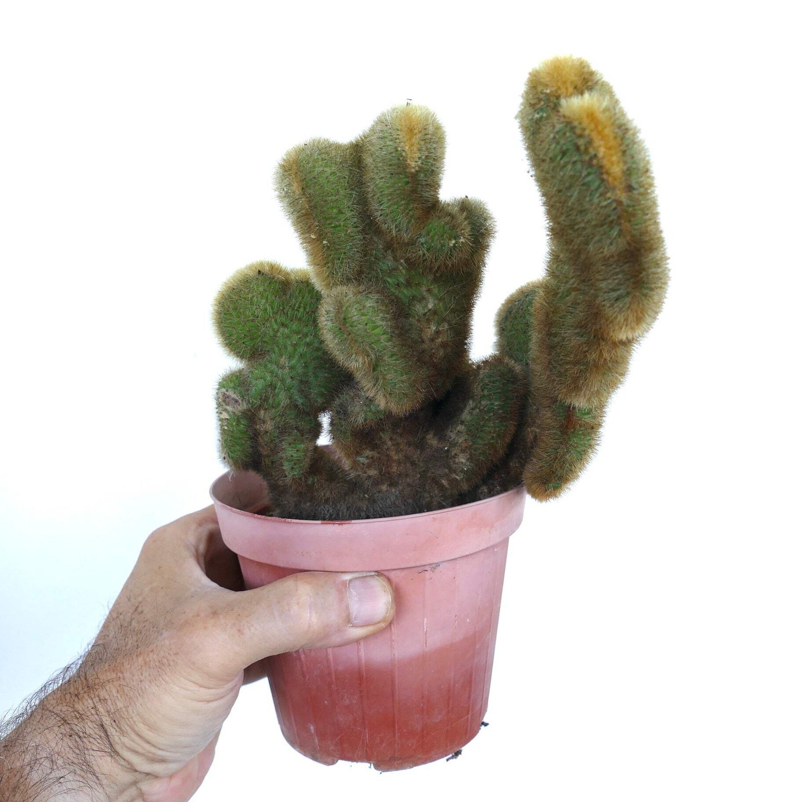 Cleistocactus parapetiensis CRESTATO – CRESTED Silver torch | Silver candle
