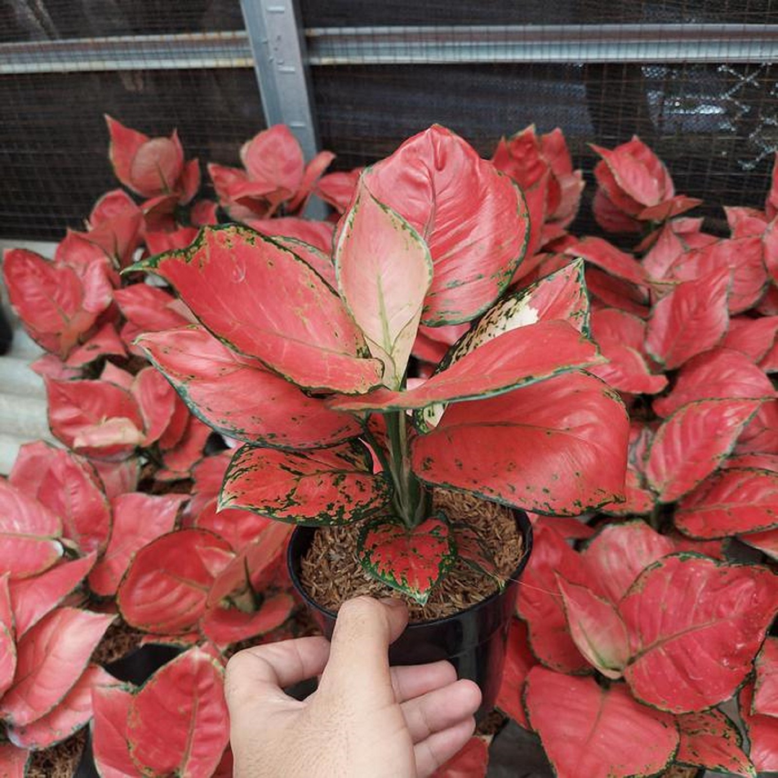 Aglaonema Red Anjamani Rare Red Tropical Houseplant Vibrant Indoor Aroid