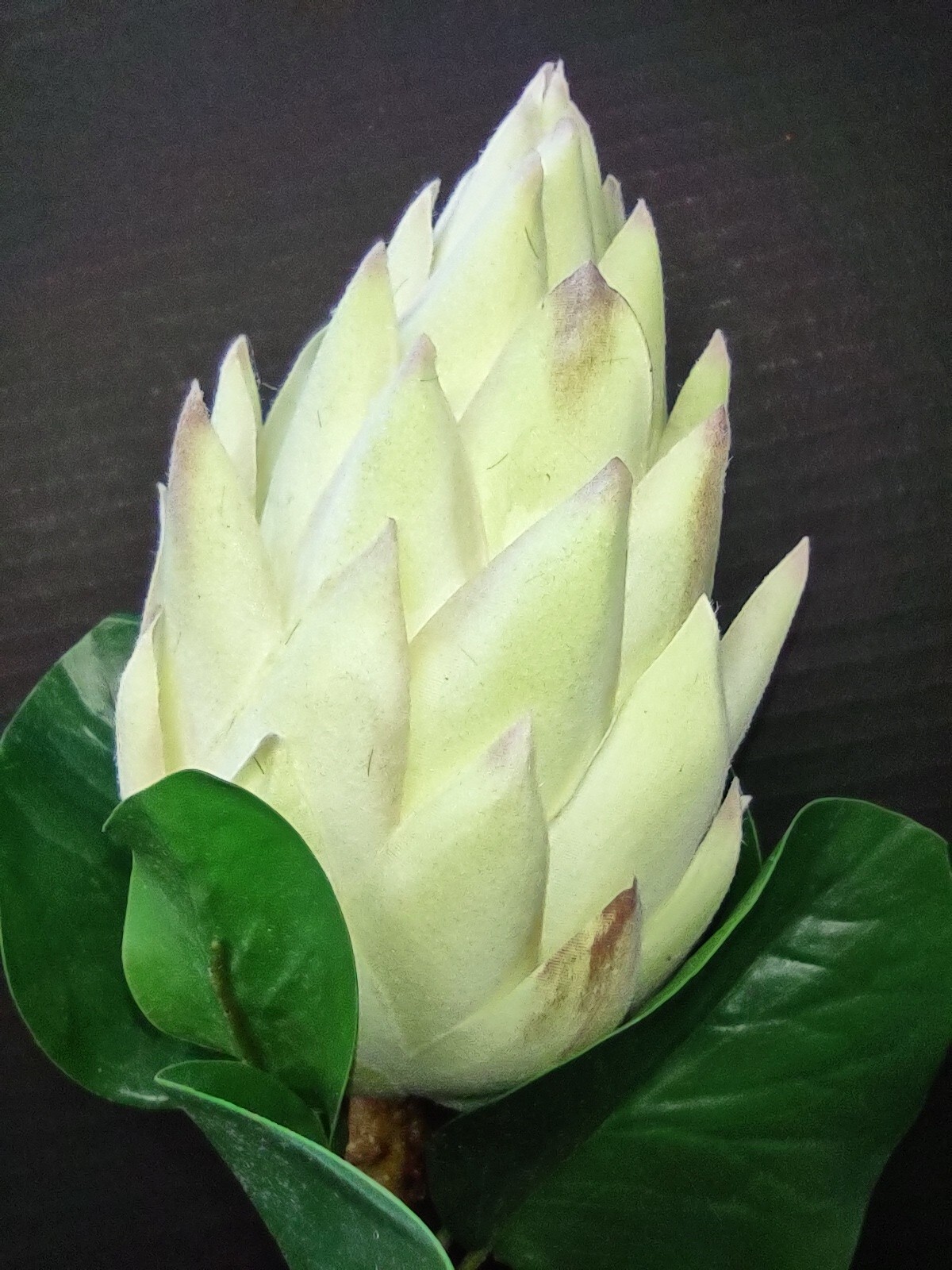 Protea Stems. Hawaiian Flowers. Tropical Flowers MINT/CREAM