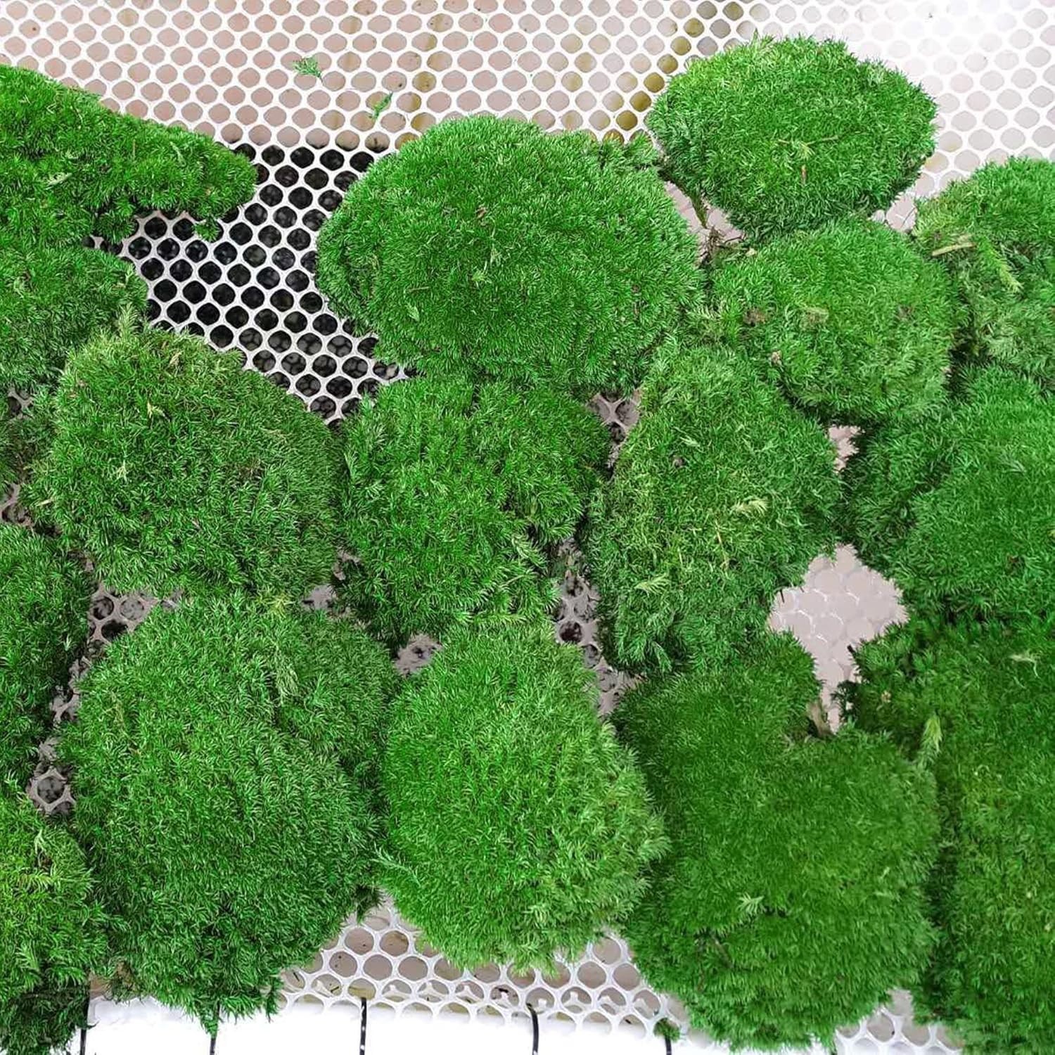 Real Natural Preserved Pole Moss Pillow Bun Cushion Green Decorative 1.5 Sq Ft