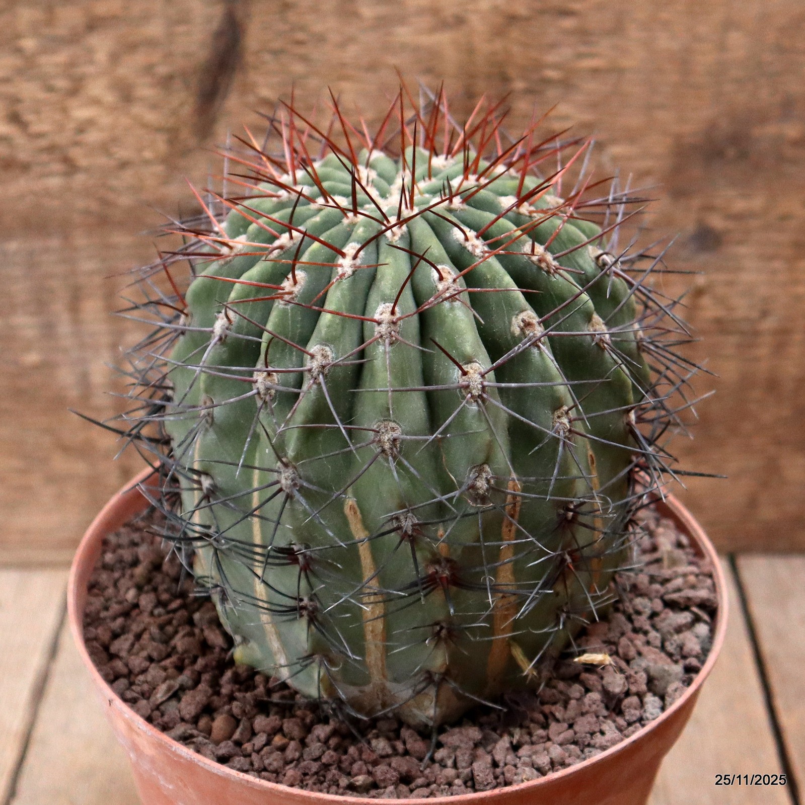 D7475 DENMOZA RODACANTHA pot16-H14-W11 cm MaMa Cactus