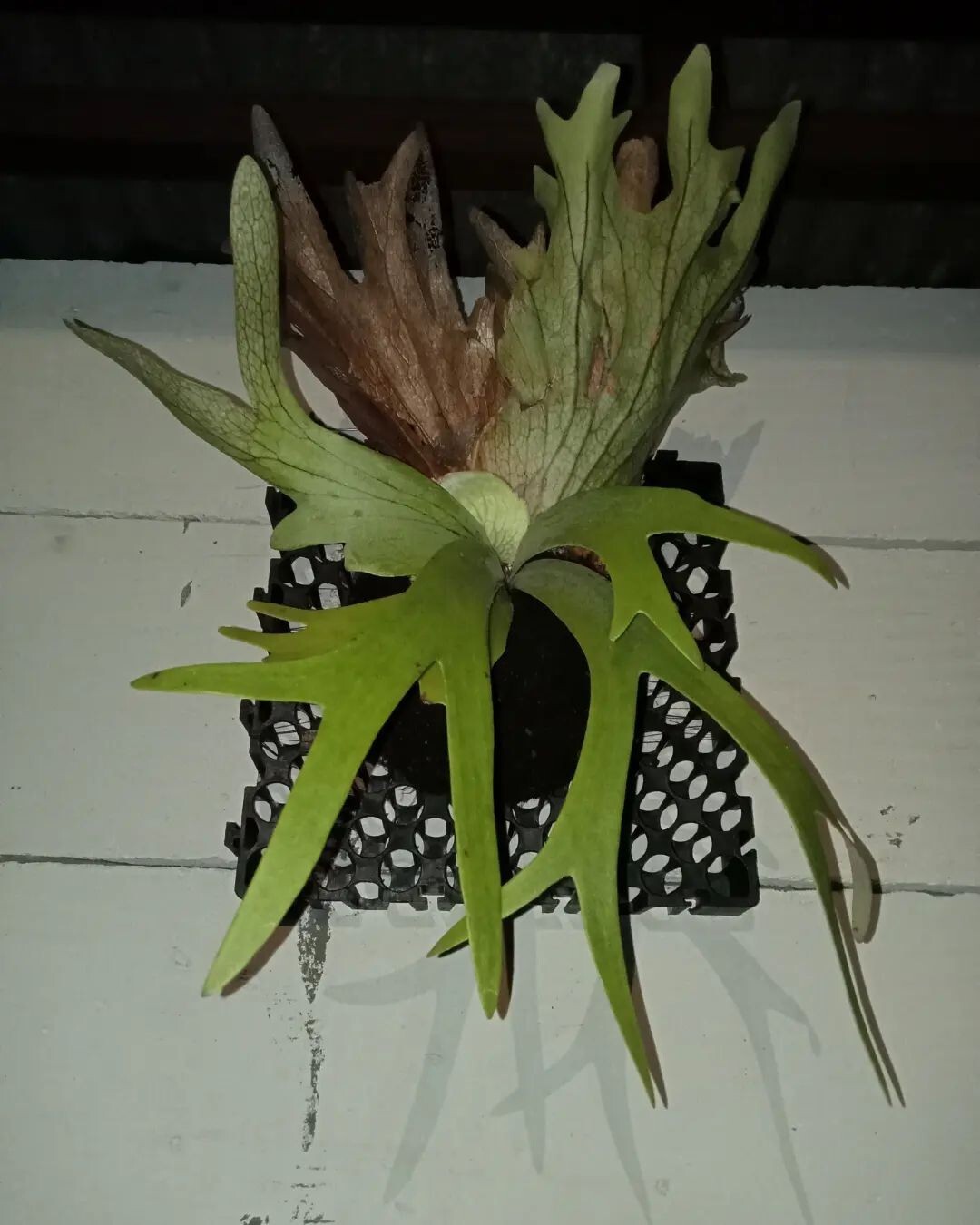 Platycerium Willincky SP buy 5 free 1 + free Phytosanitary Cert