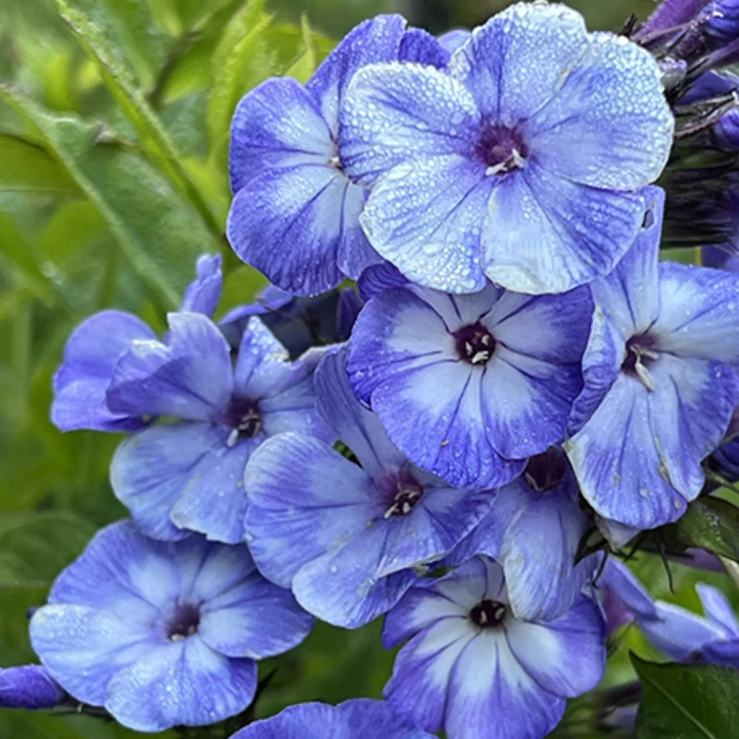 1000+ Phlox Seeds for Planting – Phlox Popstars Seeds Perennial Ground Cover Pla