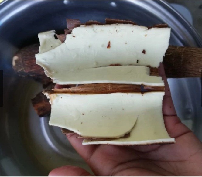 5 Pcs Yellow CASSAVA Manihot esculenta Fresh Cutting