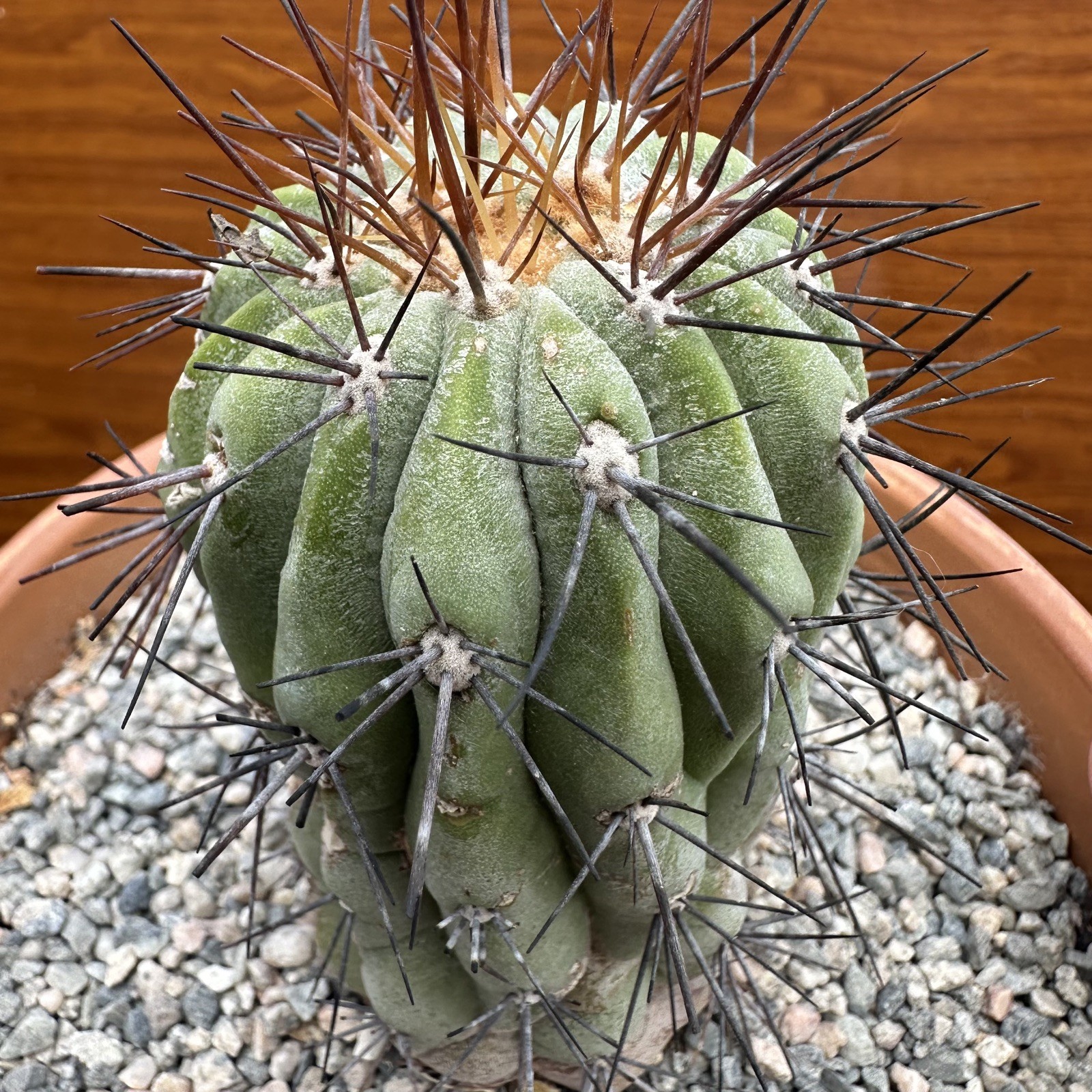 Copiapoa Haseltoniana ssp. GIGANTEA own roots US SELLER WYSIWYG