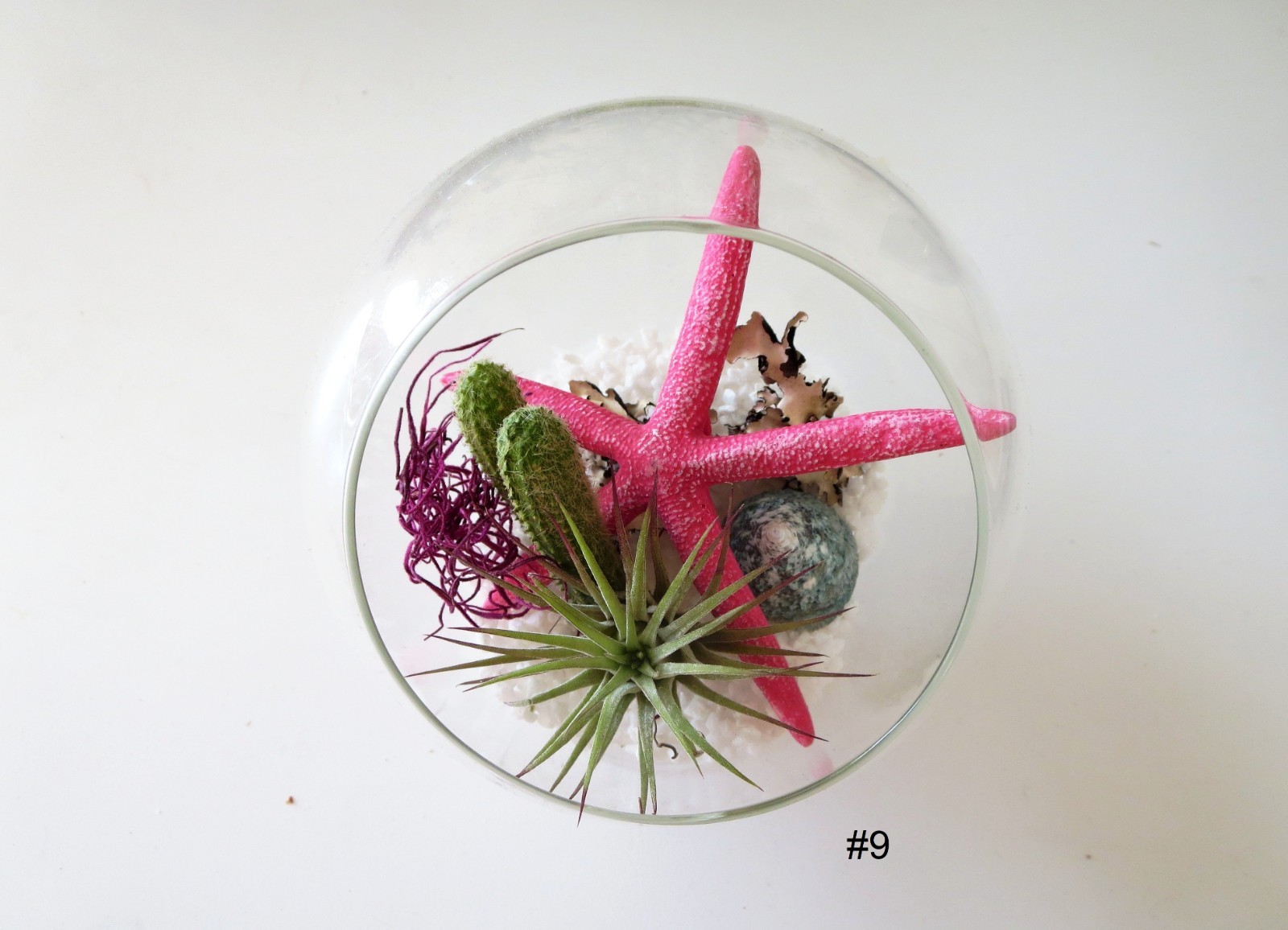 Air Plant Wall Decor Shell Air Plant Display Hanging Tillandsia Minimalist