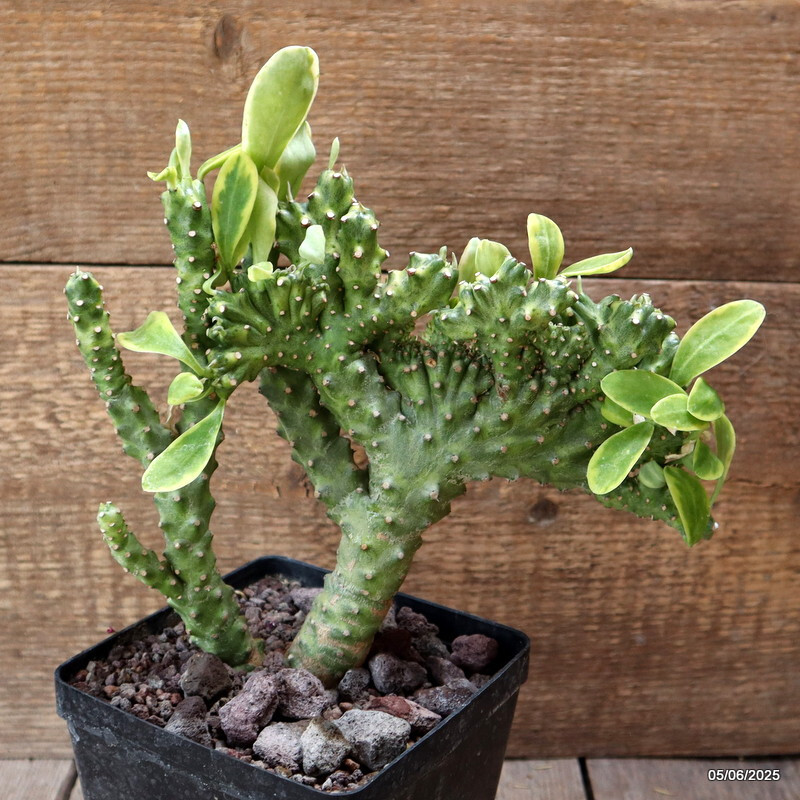 D4459 EUPHORBIA NERIFOLIA CRESTED VARIEGATED pot12-H18-W25 cm MaMa Cactus
