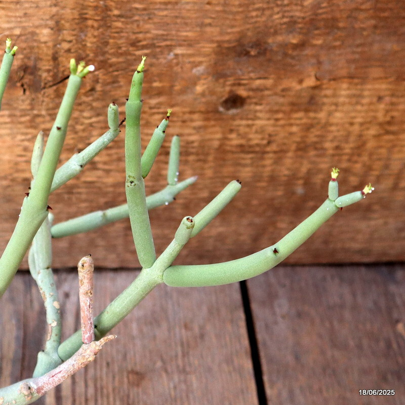 D4664 EUPHORBIA CHERSINA pot7-H18-W19 cm MaMa Cactus