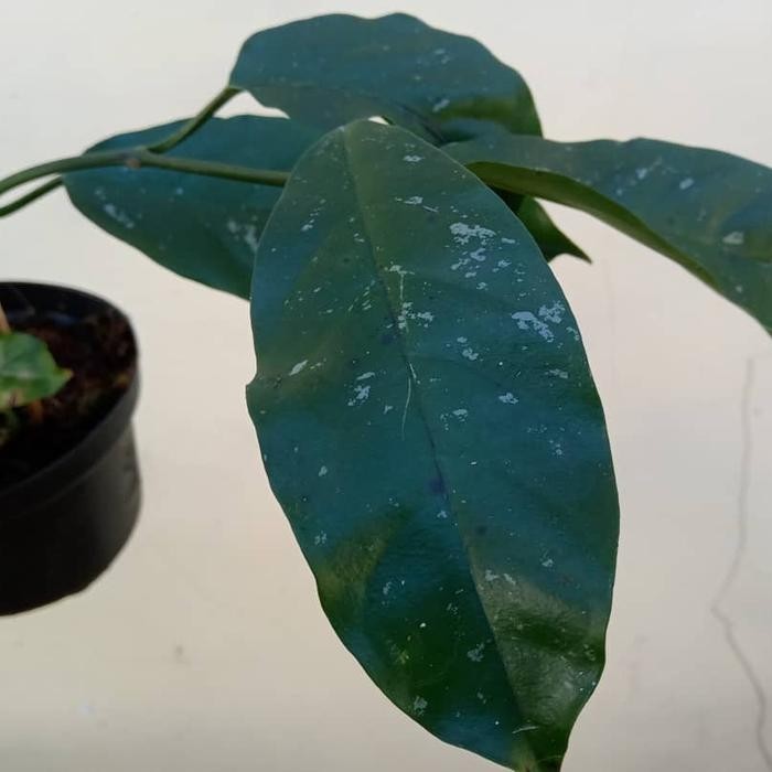 Hoya Lasiantha Sp Borneo Rare Tropical Wax Plant