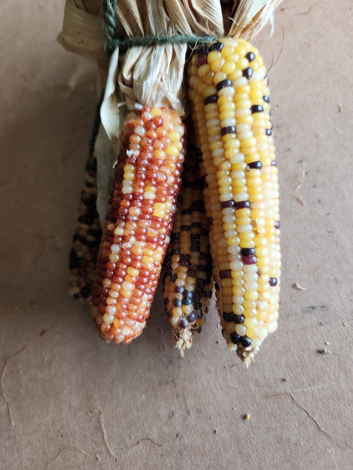 Mini Indian Corn, Approx 5″ Long – Thanksgiving, Fall, Decor, Small #10