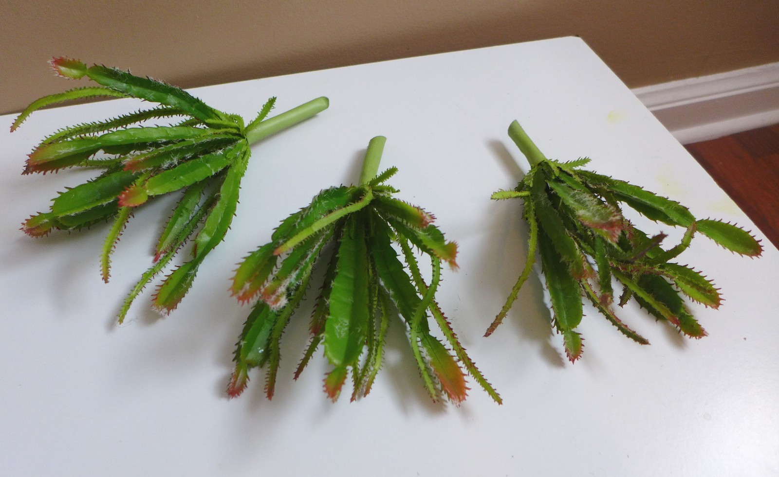 Artificial Flocking Plants Set of 5 Cactus Succulent Grass