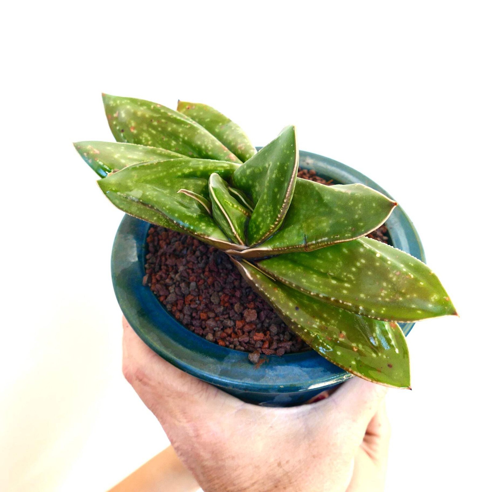 Gasteria armstrongii cv. ‘Cape Canaveral’ – Armstrong’s gasteria | Armstrong gas