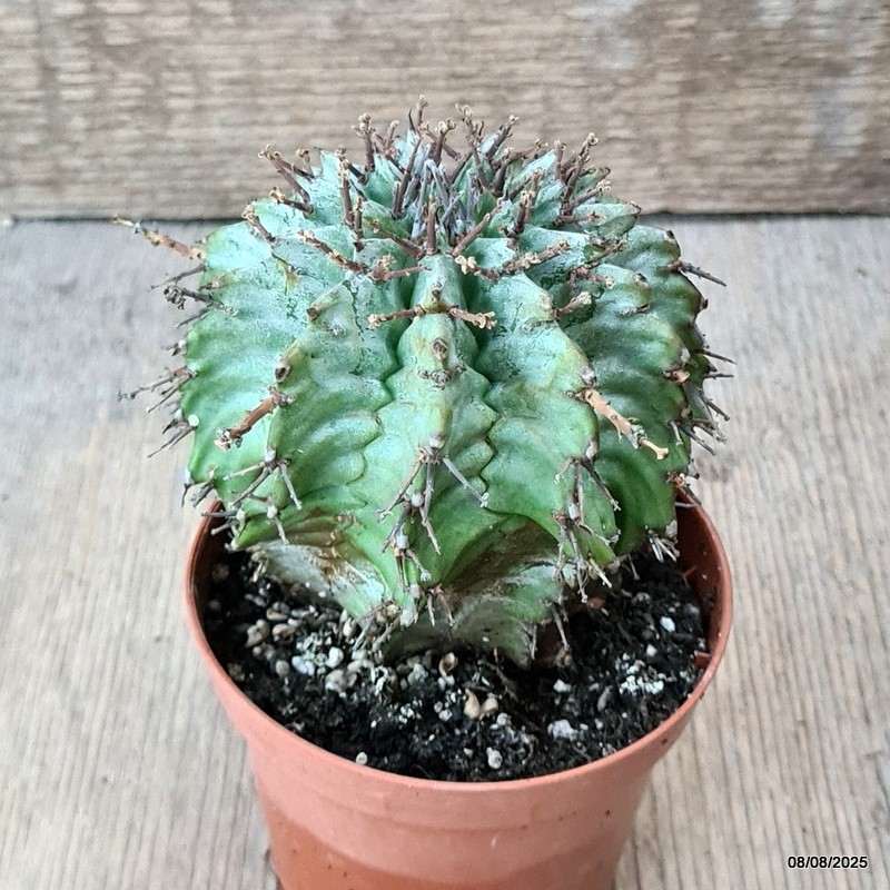 D5795 EUPHORBIA HORRIDA SNOWFLAKE pot8,5-H9-W9 cm MaMa Cactus