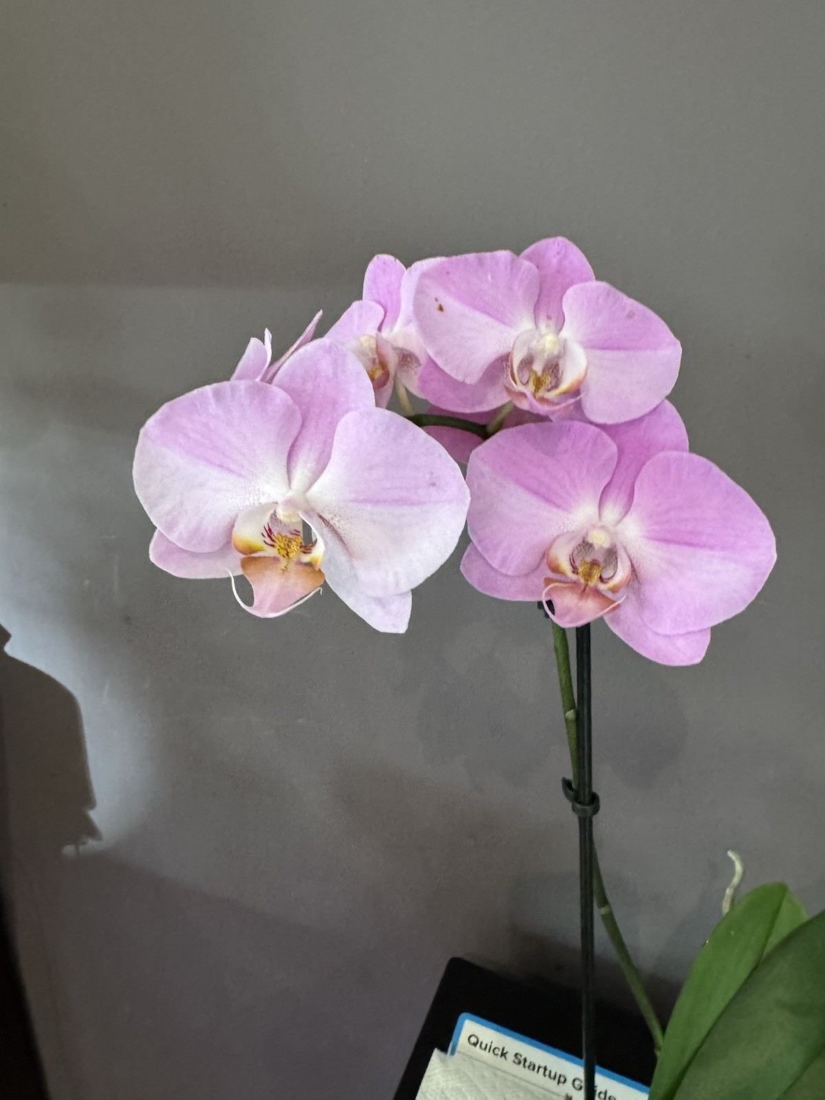 Beautiful phalaenopsis orchid plant In Full Bloom
