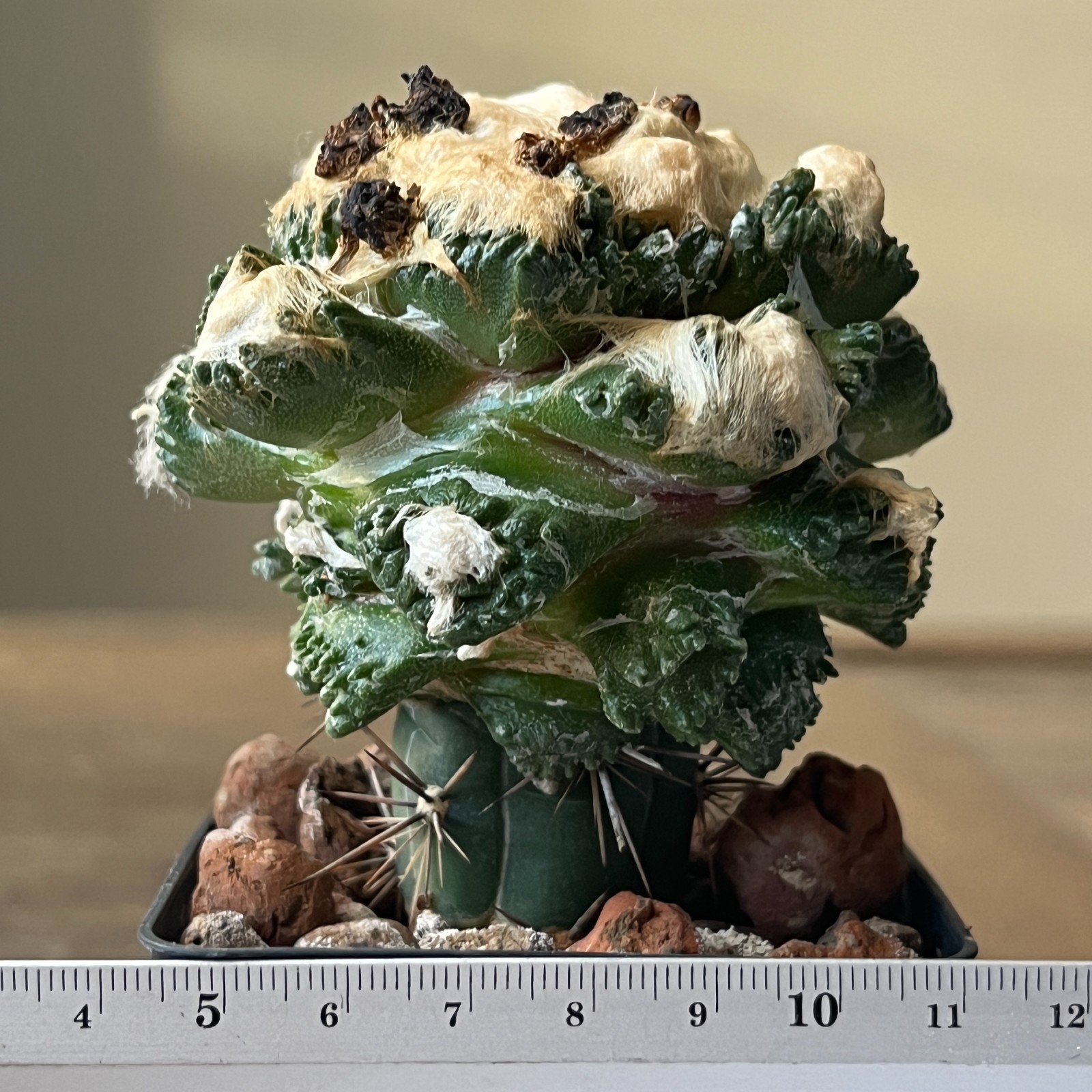 A52-1598 Cactus hybrid (fissuratus x retusus)