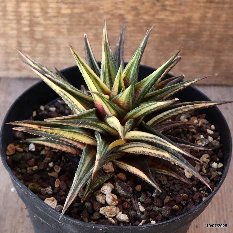 D5208 HAWORTHIA LIMIFOLIA VARIEGATED pot13-H10-W14 cm MaMa Cactus