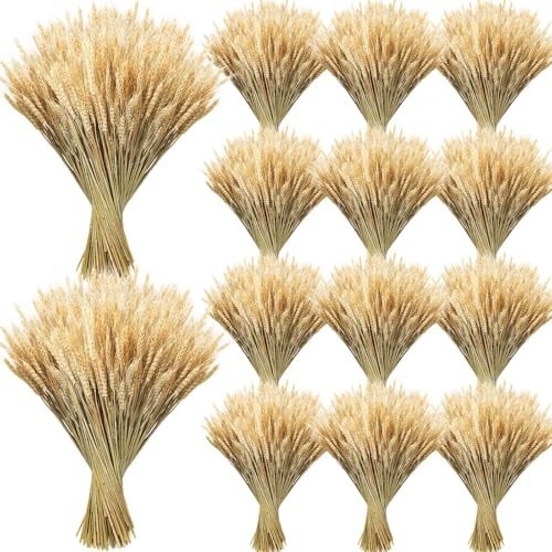 Dried Wheat Stalks Bundle – 1600 Stems Natural Grass for DIY Decor, Wedding Cent