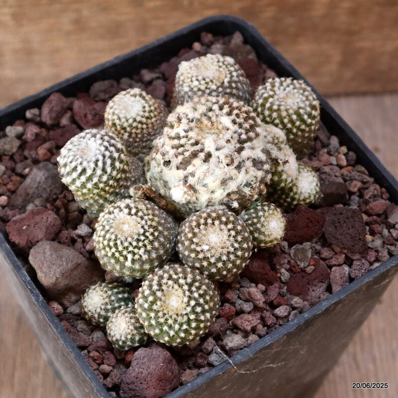 D4782 COPIAPOA LAUII pot10-H5-W9 cm MaMa Cactus