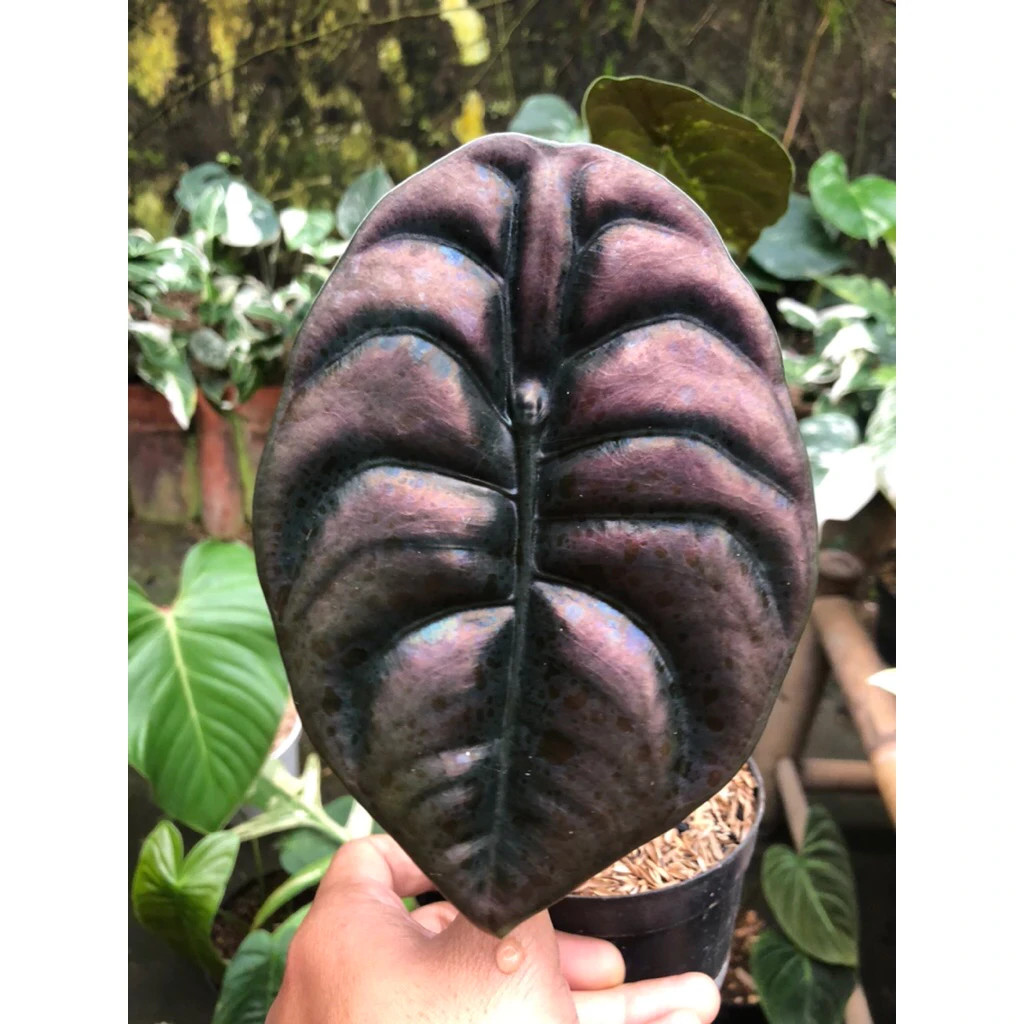Alocasia Cuprea Rare Unique Live Tropical Plant PL105
