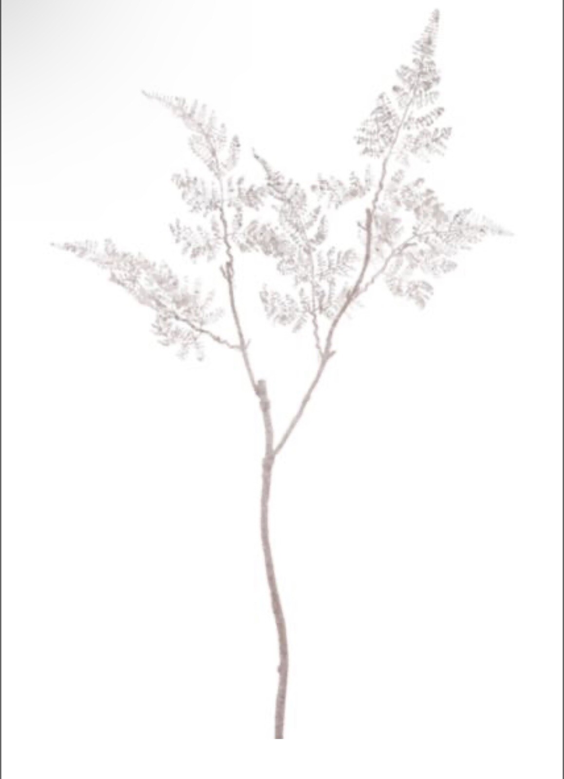 WINWARD HOME Holiday Leather Fern Branch