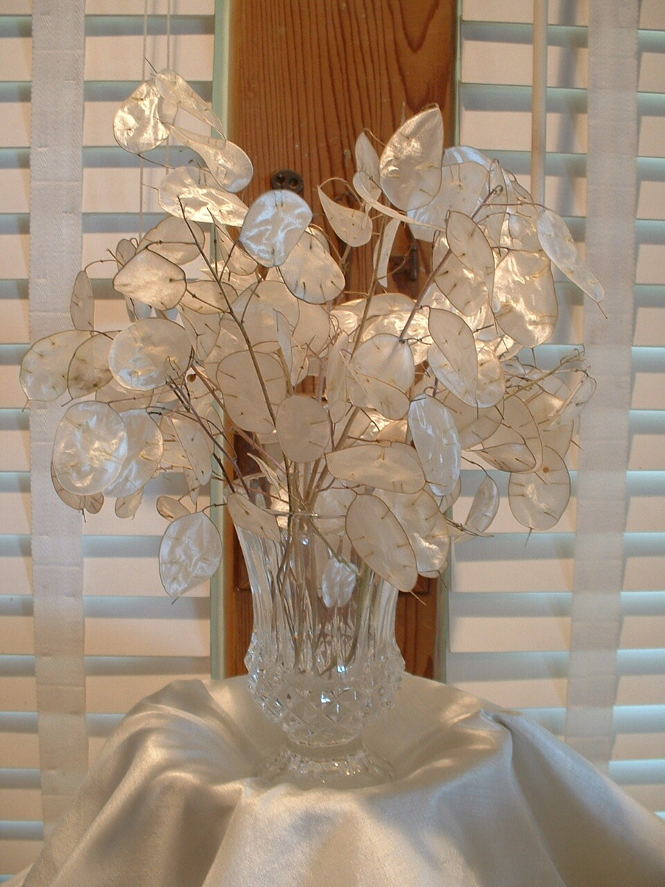 20 Dried Lunaria Moonwort Honesty Silver Dollar Money Plant Stems 8″-12″ ORGANIC