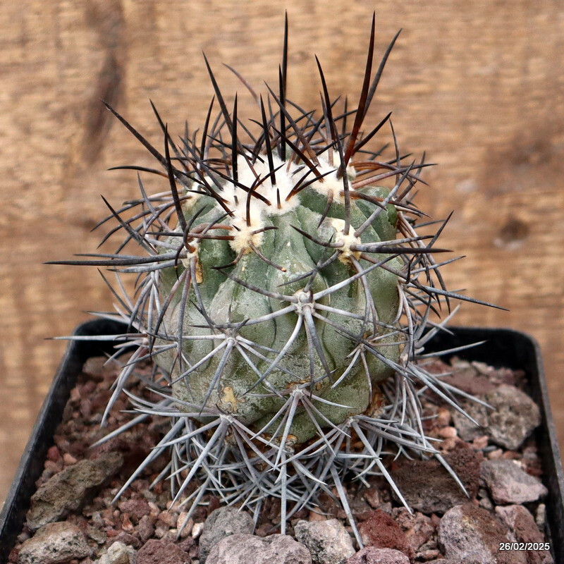 D3553 COPIAPOA COQUIMBANA V. DOMEYKOENSIS pot14-H11-W7 cm MaMa Cactus