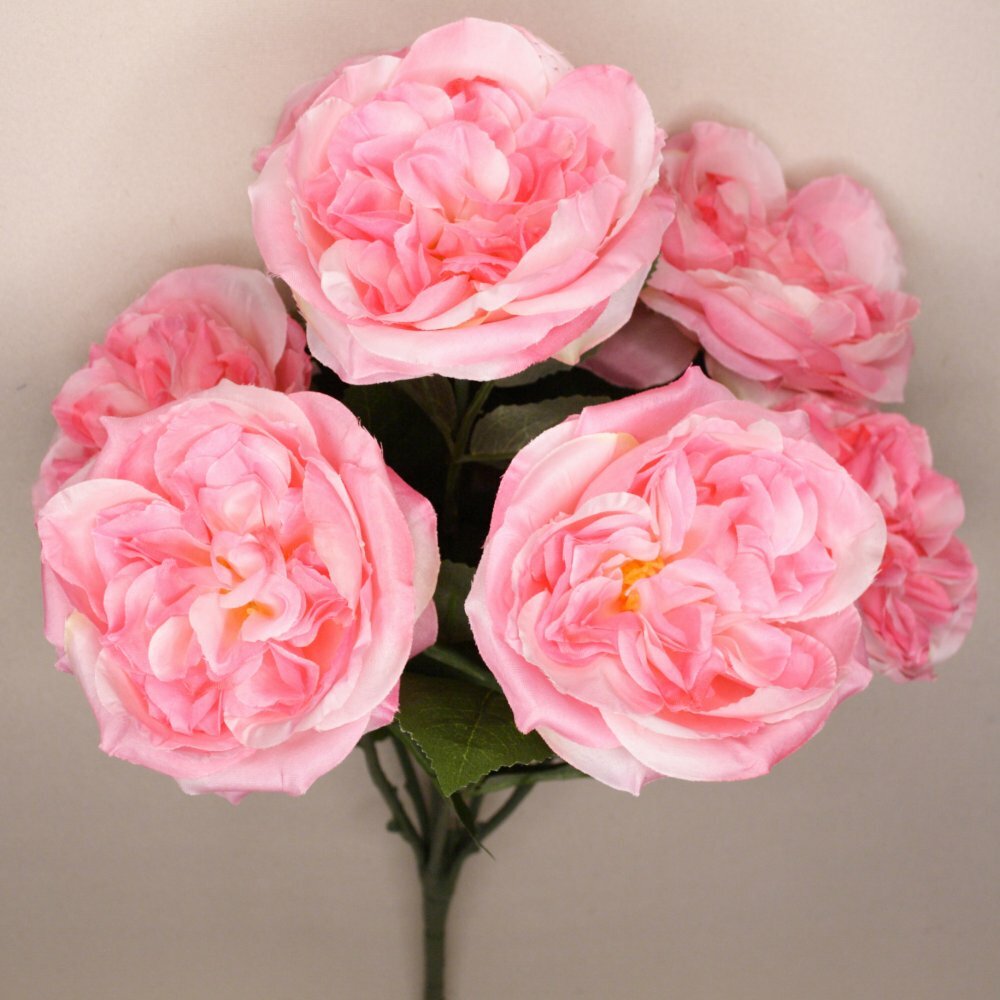 English Cabage Rose Bush x7 Heads 3 1/2 to 4″ Diameter Flowers Pink #00211891030