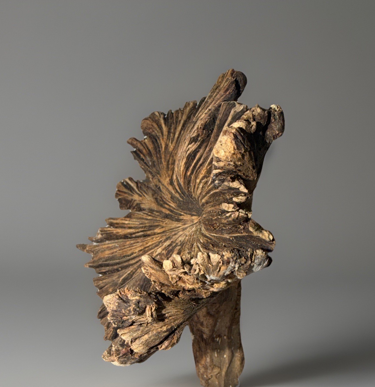 Rare Guatemala Wooden Tree Flower / Tree Ear on Iron Stand.