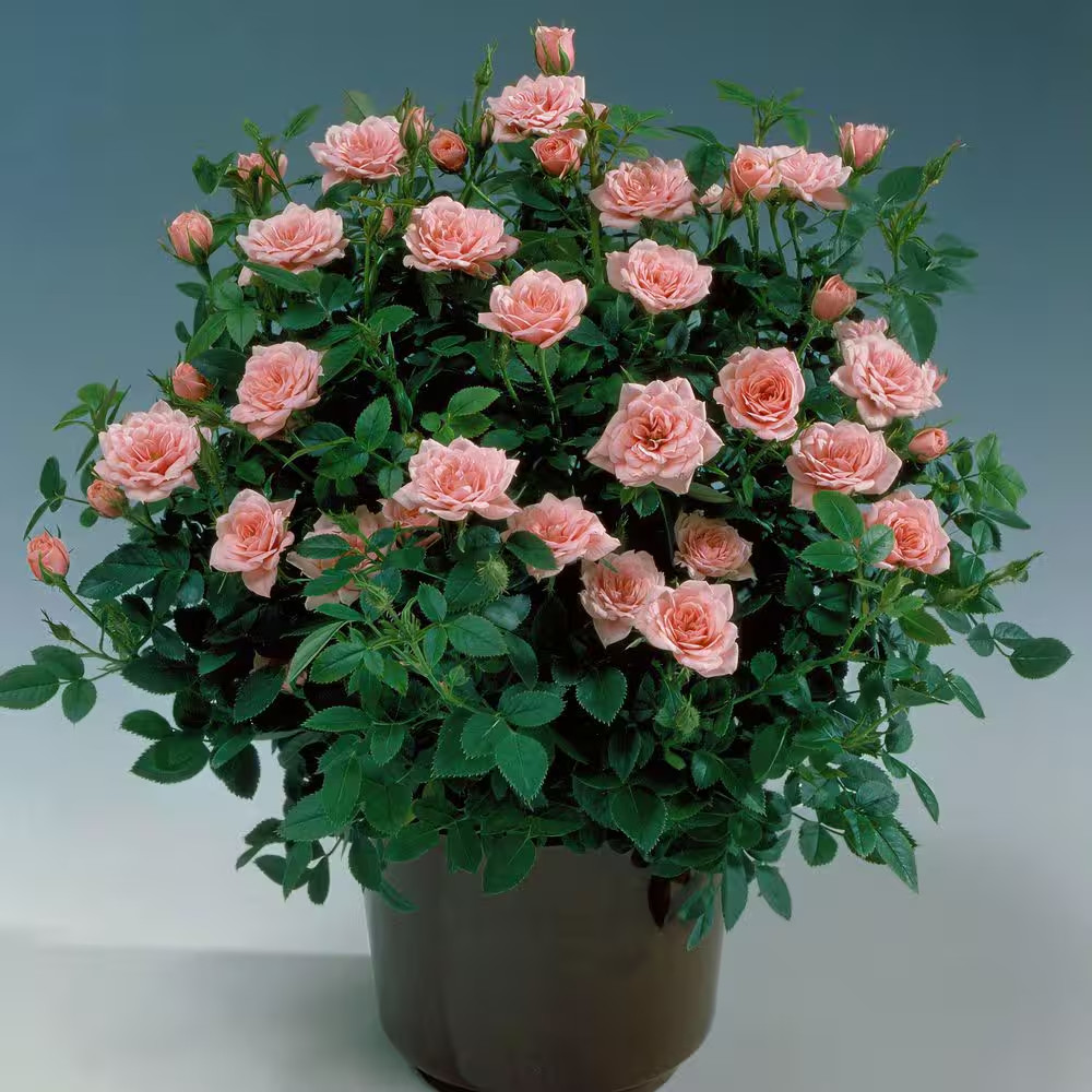 4 In. Cupcake Mini Rose with Pink Flowers (16-Pack)