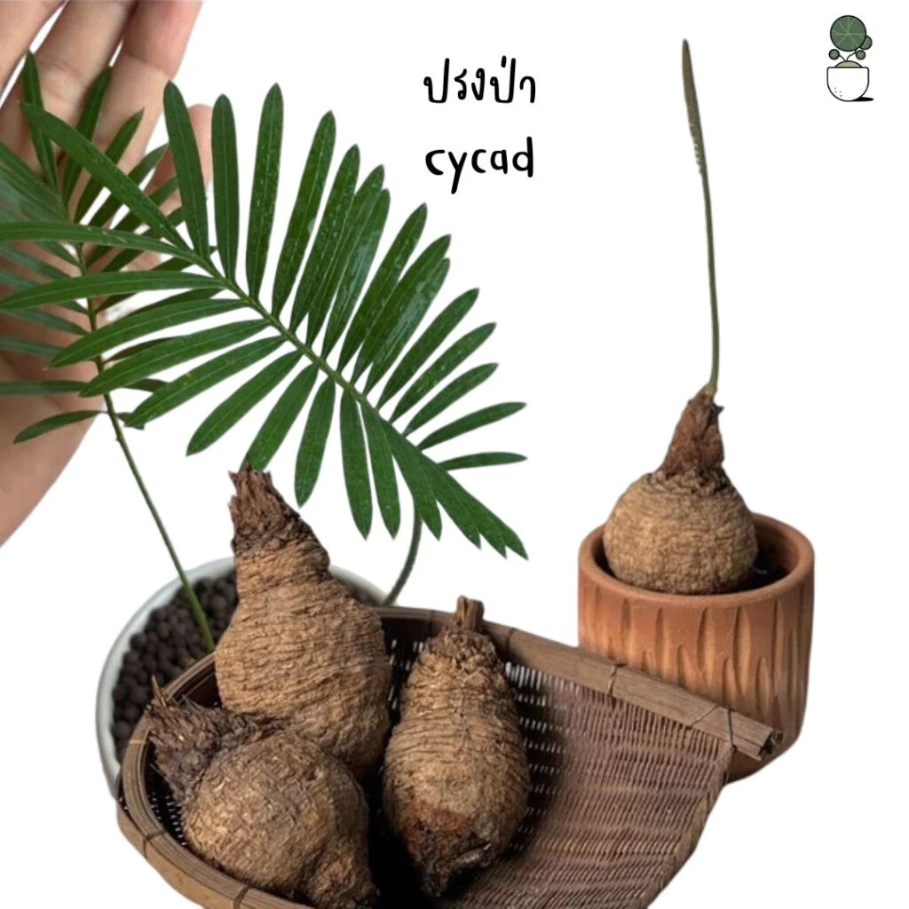 1 pcs Mini Random Size Cycas siamensis Rare Ornamental Product details Forest
