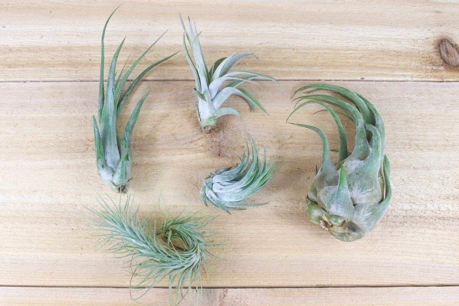 10 Pack Grab Bag of Small & Medium Tillandsia Air Plants – FAST SHIPPING