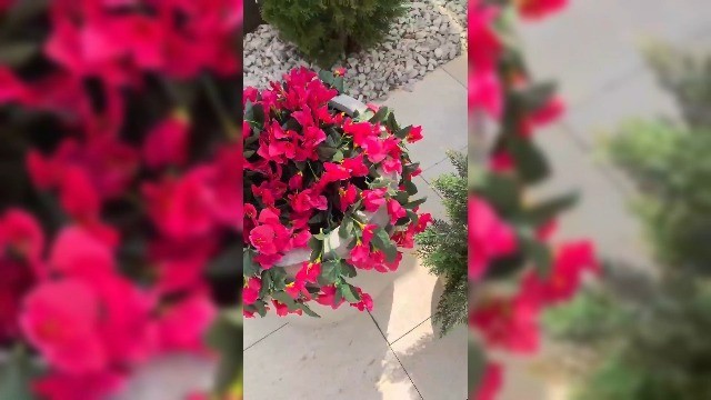 2 PCS UV Resistant Faux Bougainvillea Hanging Flowers – Silk Plants for Outdoor